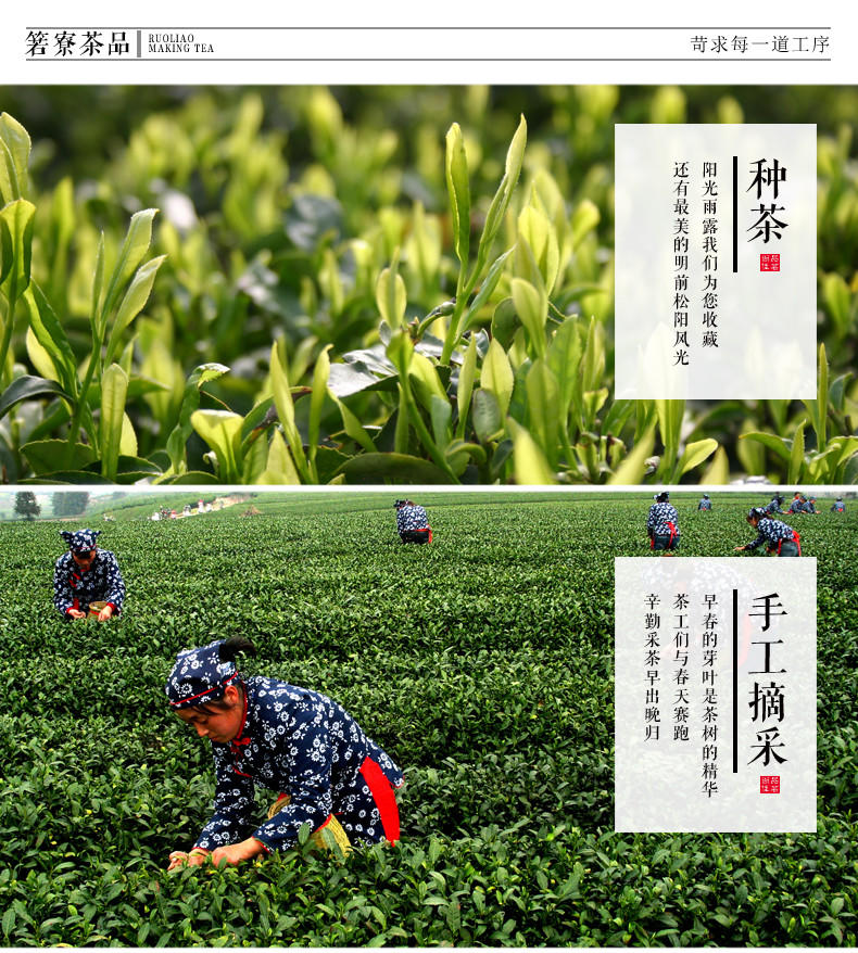 75g罐装2016新茶松阳香茶茶叶 高山春茶绿茶浓香特级炒青香茶绿茶