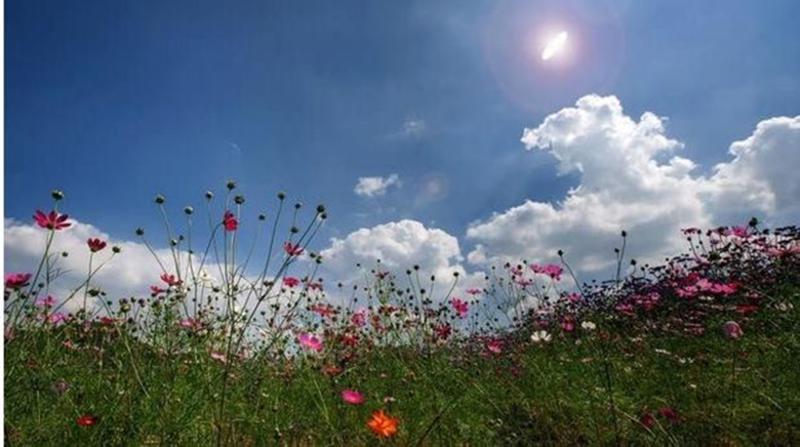 贵州特产 贵阳特产 白云特产 蓬莱仙界 蓬莱布依干菜