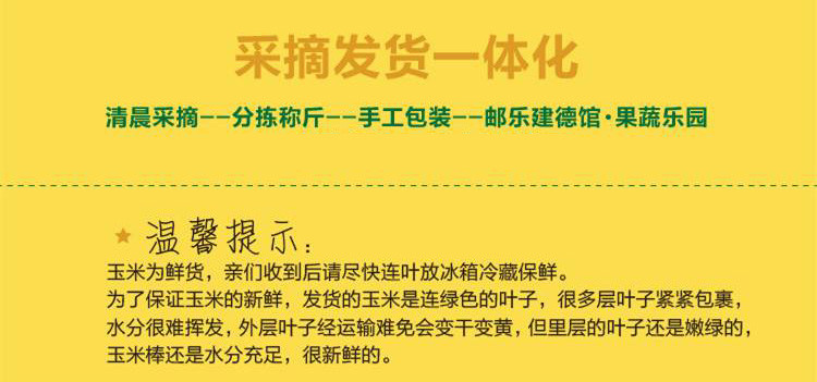 建德水果玉米 9斤装  非转基因可生吃玉米  江浙沪包邮