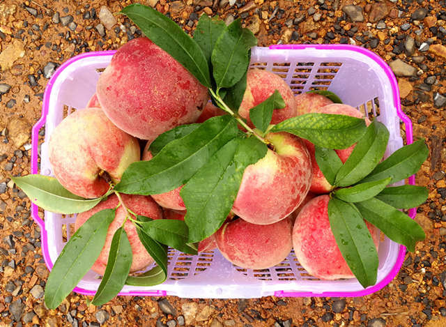 建德馆 水蜜桃不打激素健康绿色鲜果 3公斤左右12~15个装 浙江地区包邮
