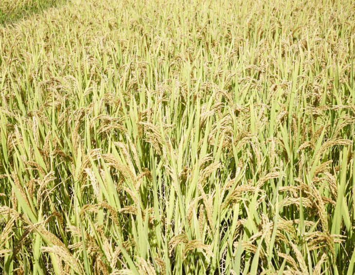 钦堂乡生态米 5kg 杭州种粮大户带来浙江好大米