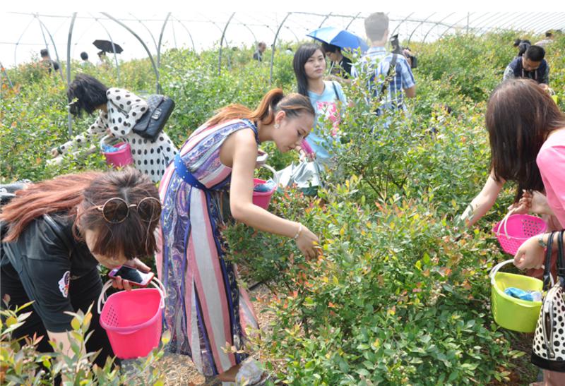 【江西特产】纯正蓝莓果肉果糕 蓝莓果脯250g含原花青素 零食