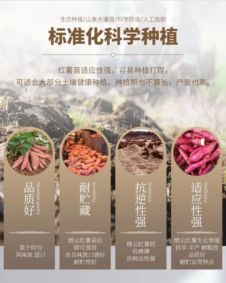 【缙邮农品】姥姥家红薯片 100g/包 *5包