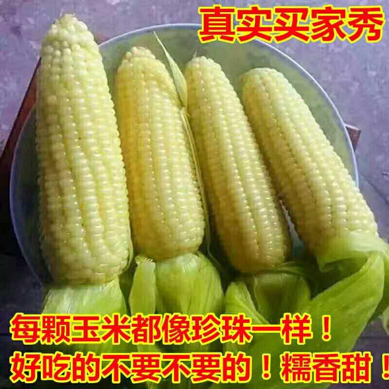【限江浙沪】宁波农家有机糯米玉米7-8根 现摘现卖 5斤包邮