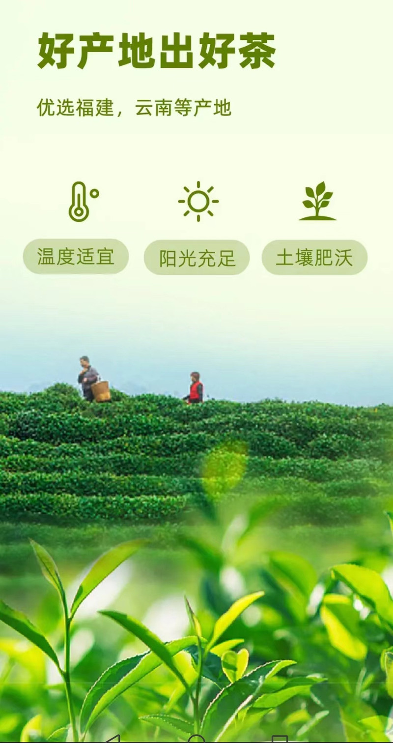 桑加1 桑小茶乌龙茶/茉莉花茶/红茶饮料整箱15瓶