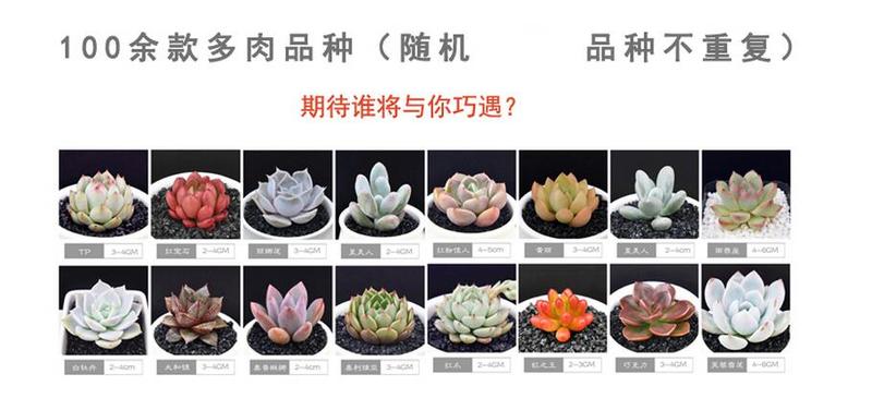 【多肉植物】种植新手组合盆栽diy套餐  8个装