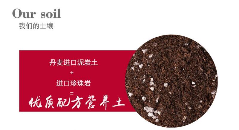 【多肉植物】种植新手组合盆栽diy套餐  8个装