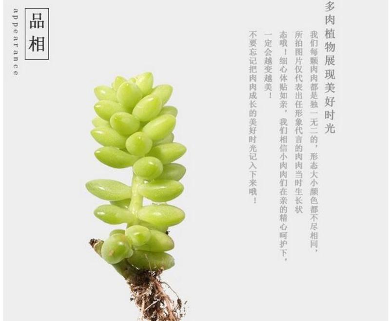 【多肉植物】种植新手组合盆栽diy套餐  8个装