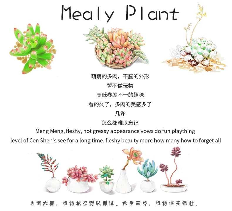 【多肉植物】艾伦群生多肉超萌果冻肉肉精品