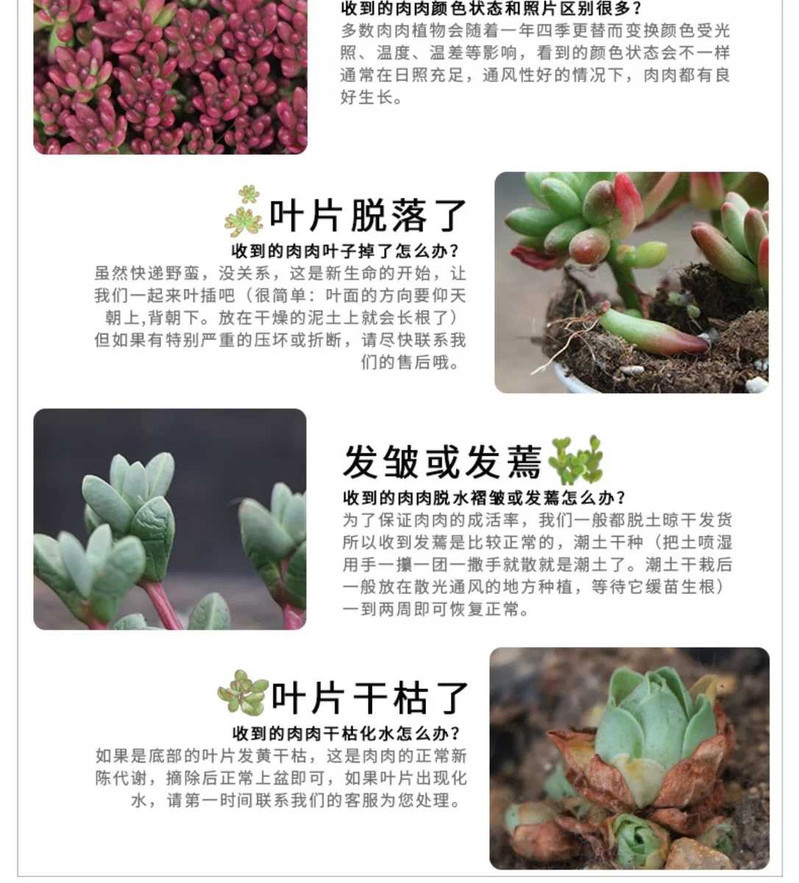 【多肉植物】吉娃娃 景观拼盘diy室内盆栽防辐射绿植