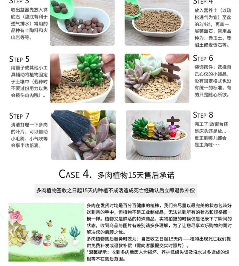 【多肉植物】艾伦群生多肉超萌果冻肉肉精品