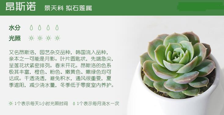 【多肉植物】昂斯诺景天科盆栽园艺绿植花卉