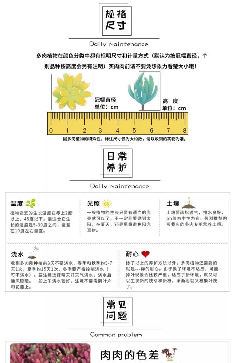 【多肉植物】玛格丽特 进口肉肉办公室多肉组合盆栽 防辐射吸甲醛花卉