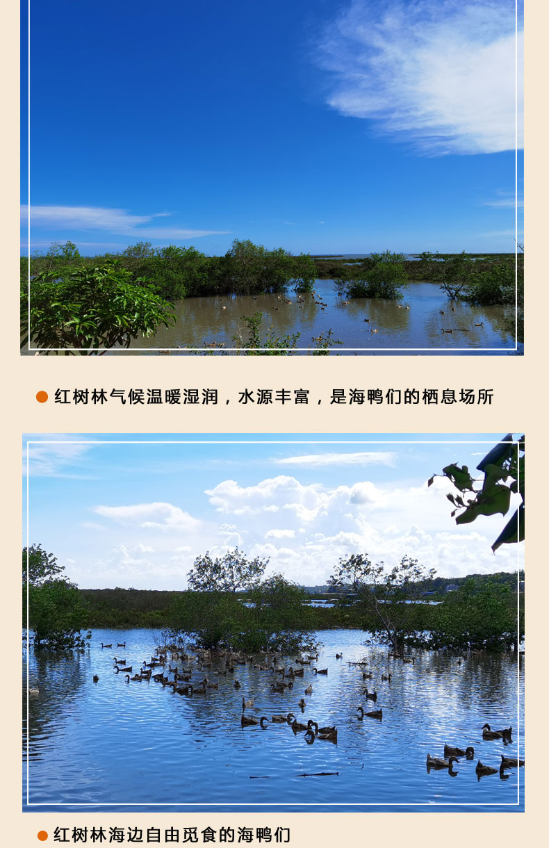 邮鲜生 广西北部湾红树林海鸭蛋烤咸鸭蛋10枚装（开袋即食）