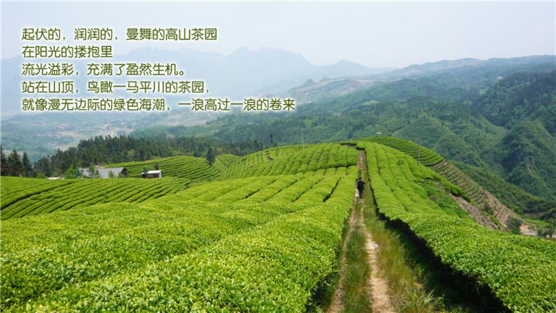 【硒楚园】雨前新茶 香浓耐泡 余味回甘 是老茶客的不错选择 茶园直供 正道