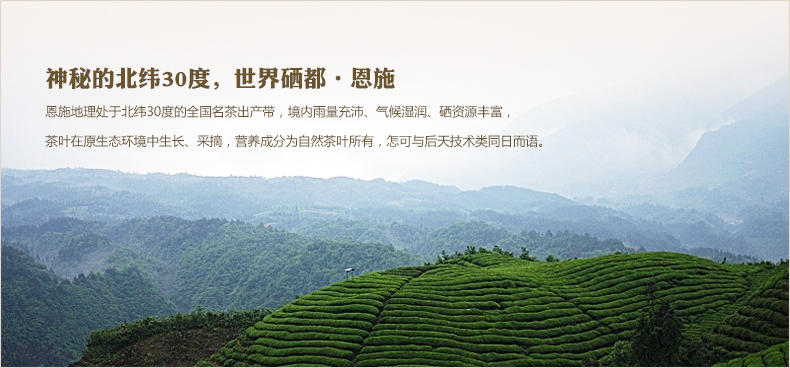 【硒楚园】莓茶新茶 恩施凤鸣藤茶 土家霉茶 克特惠家庭装 白露藤茶