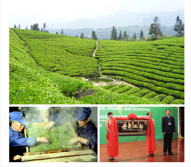 【硒楚园】恩施绿茶玉露茶叶 明前茶 古法蒸青绿茶 源自唐代的手工工艺 50g 恩施蒸青绿茶