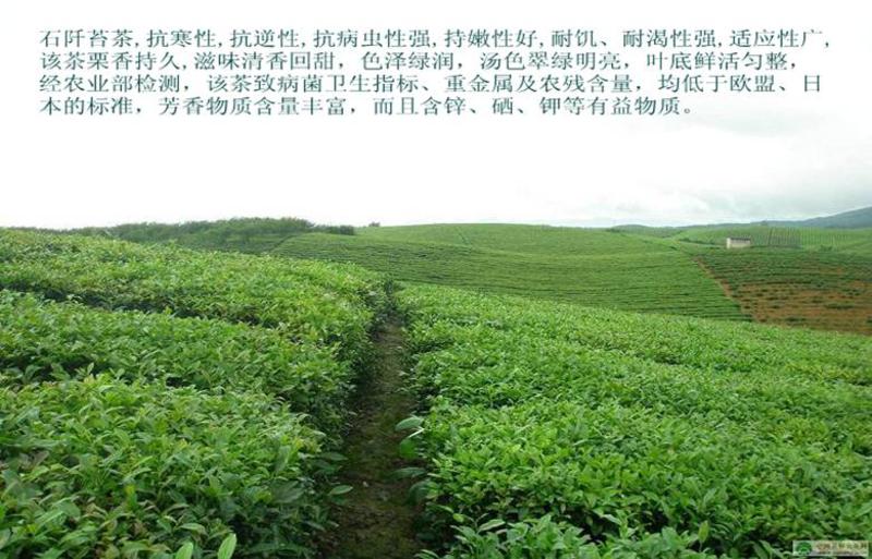 贵州爽珍 石阡苔茶 翠芽 绿色 四溢茶香 精选名茶茶叶（典雅精品盒装）