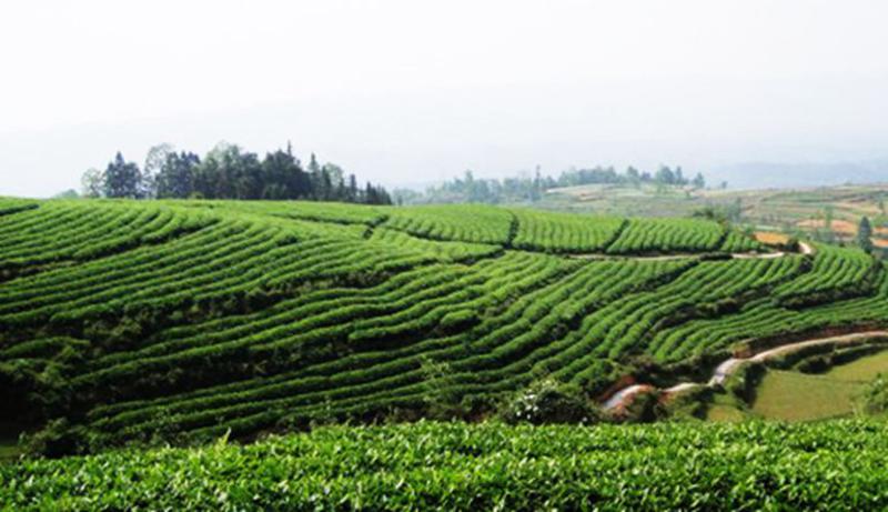 贵州爽珍 石阡苔茶特产 翠芽 绿色茶叶