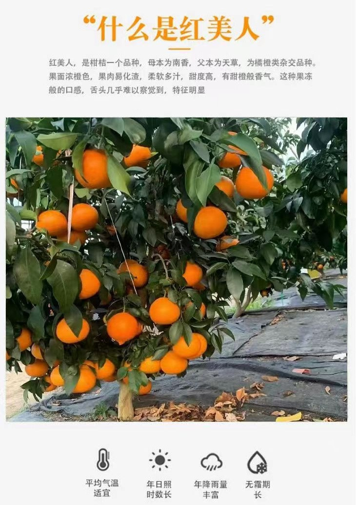 琴江农都 红美人柑橘10斤装