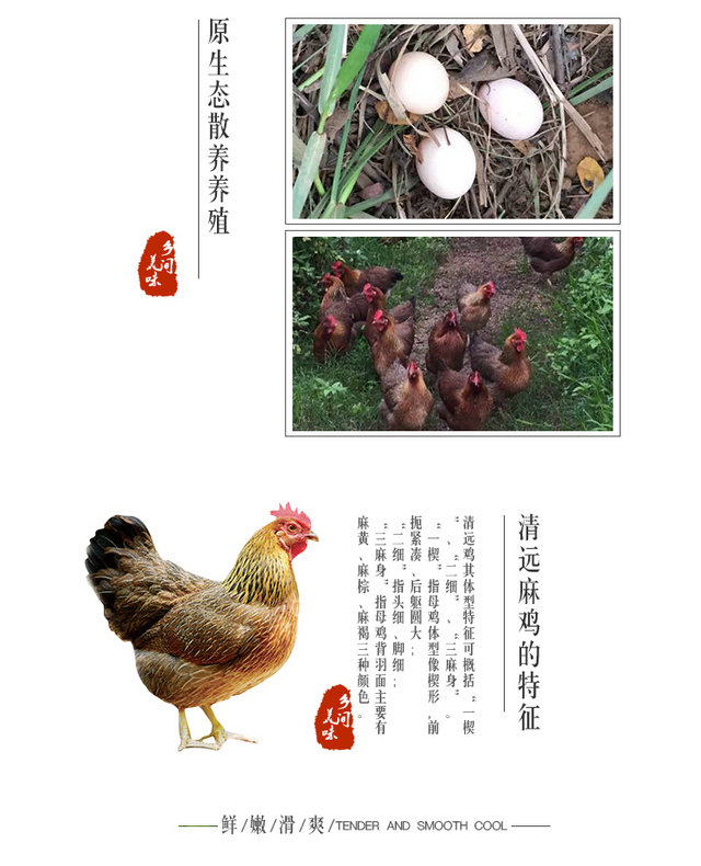 【广州馆】果蜂 正宗原生放养清远鸡130~150天【配送仅限广州地区】