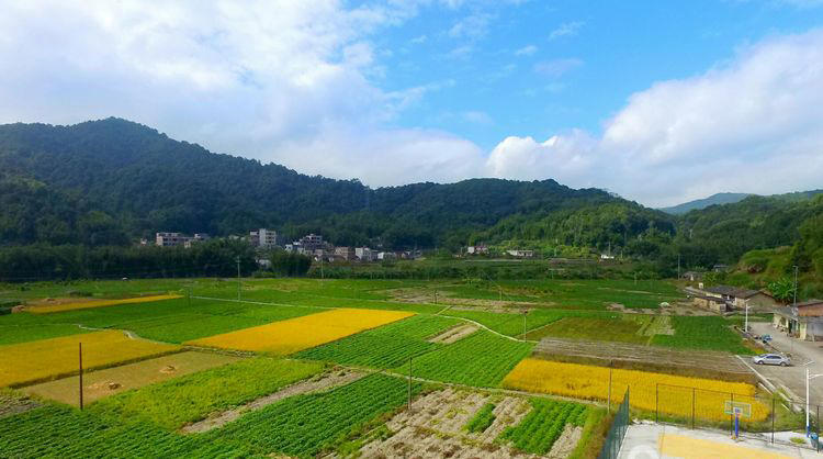 果蜂 从化高山番薯18斤装 香甜软糯【配送仅限广州地区】