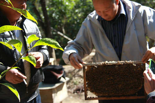 【广州馆】果蜂 从化原生态蜂蜜500克*2瓶装