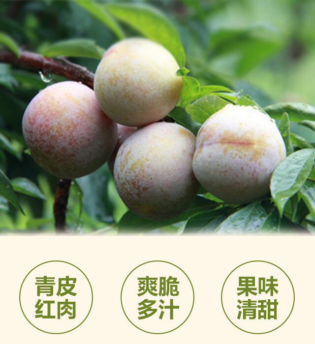 【广州馆】果蜂 从化新鲜爽口三华李约5斤 【本产品仅配送广州市范围内】