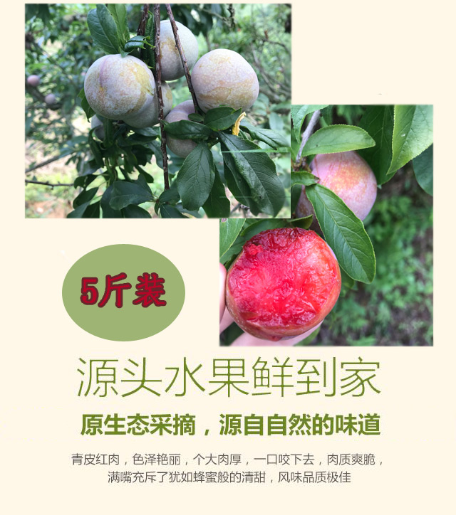 【广州馆】果蜂 从化新鲜爽口三华李约5斤 【本产品仅配送广州市范围内】