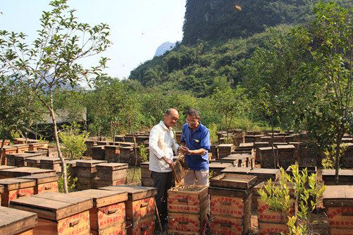 【广州馆】果蜂 原生态蜂蜜从化野生蜂蜜500克1瓶装