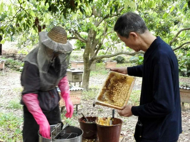 【广州馆】果蜂 原生态蜂蜜从化野生蜂蜜500克1瓶装