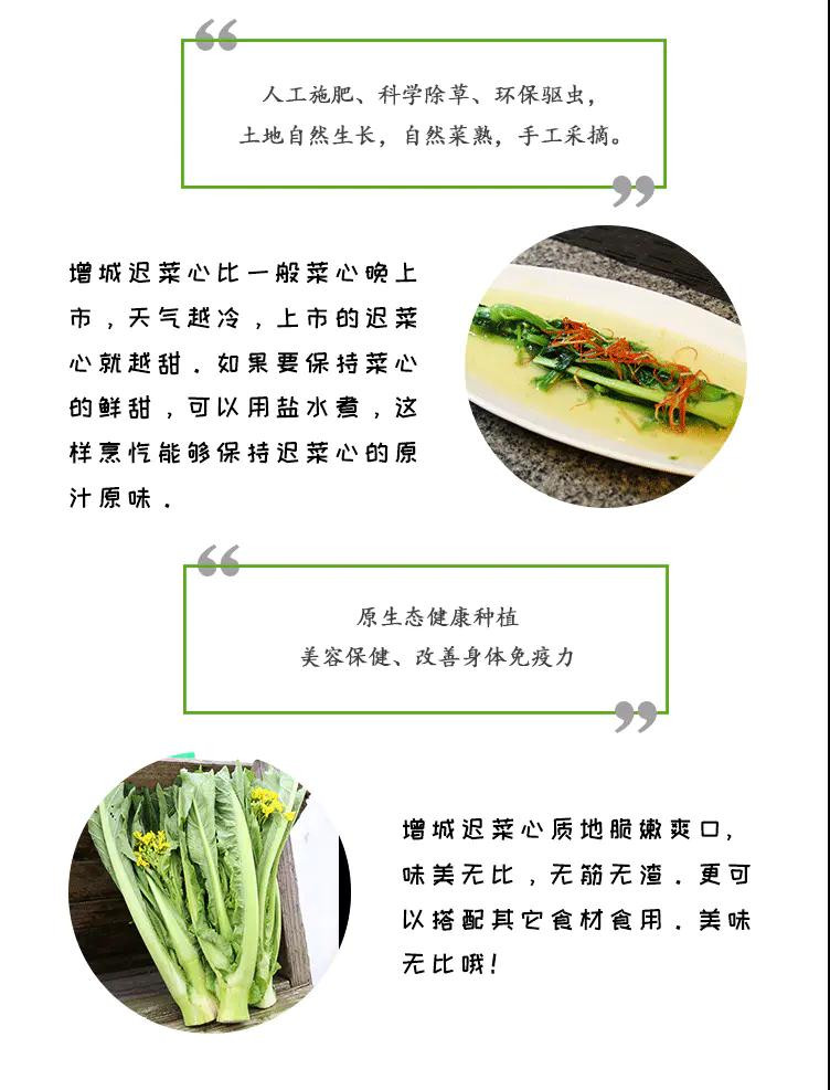 正旭 【广州馆】增城迟菜心优选3斤装 HP