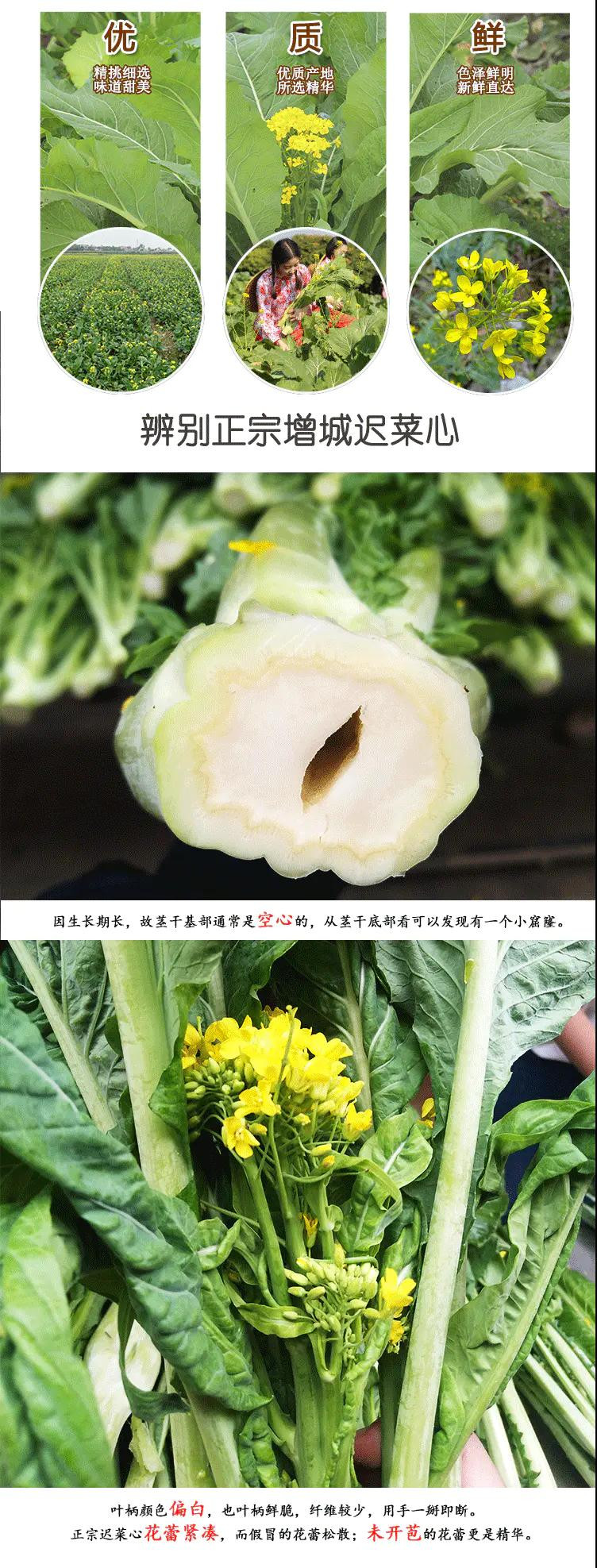 正旭 【广州馆】增城迟菜心优选3斤装 HP