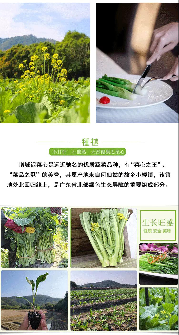 正旭 【广州馆】增城迟菜心优选3斤装 HP