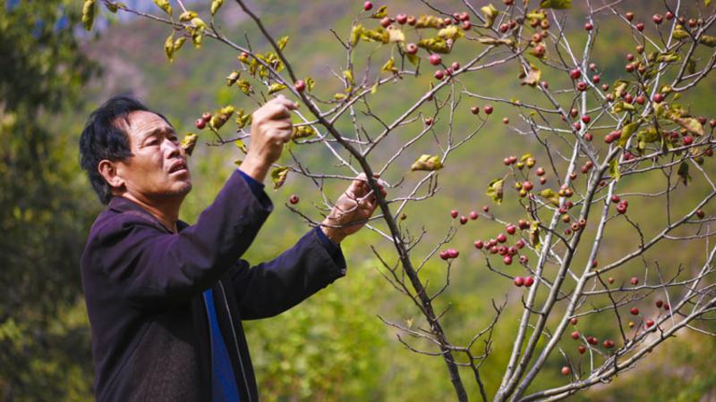 太行山区 山之孕有机山楂干果纯天然山楂片泡茶   250g*4袋*1箱