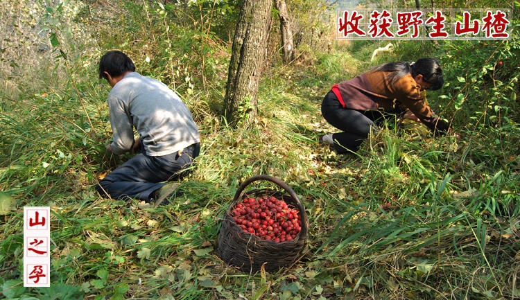 山之孕纯天然山楂条 无添加琼脂山楂条 新鲜果脯 酸甜可口 开胃零食 500g*3袋