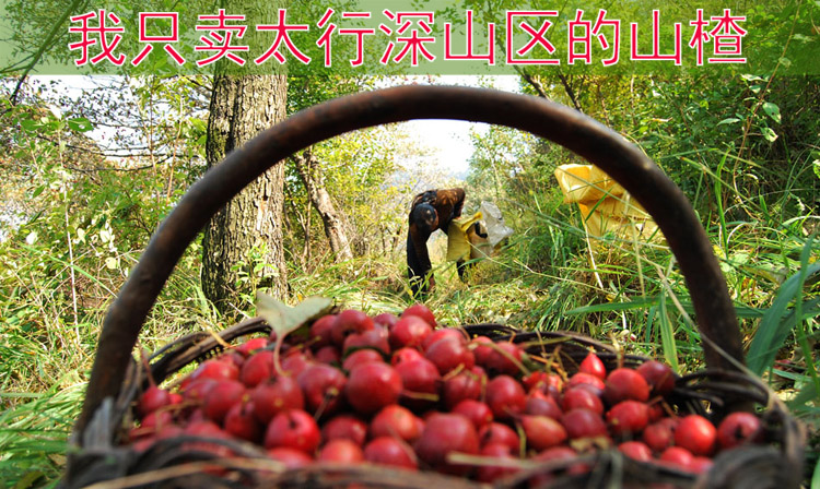 山之孕纯天然山楂条 无添加琼脂山楂条 新鲜果脯 酸甜可口 开胃零食 500g*3袋