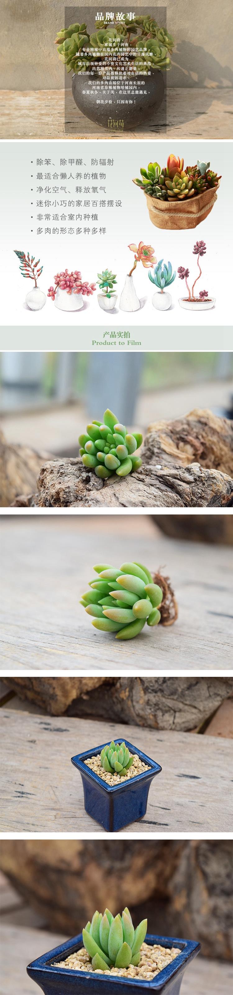 花间莳 千佛手 3-4cm（带盆带土）萌美多肉植物盆栽 办公室家居生态花卉绿植