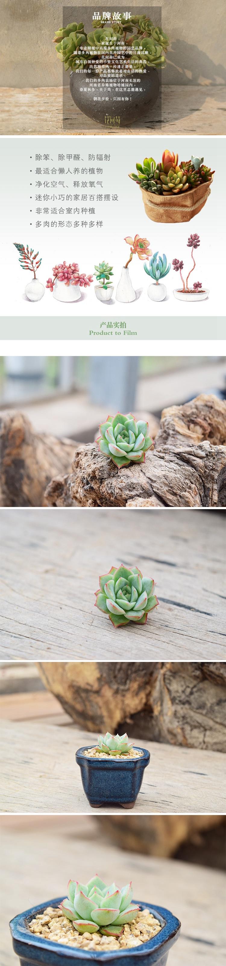 花间莳 织锦 3-4cm（带盆带土）萌美多肉植物盆栽 办公室家居生态花卉绿植