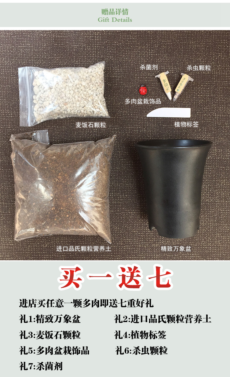 花间莳 蓝豆 2cm（带盆带土）萌美多肉植物盆栽 办公室家居生态花卉绿植