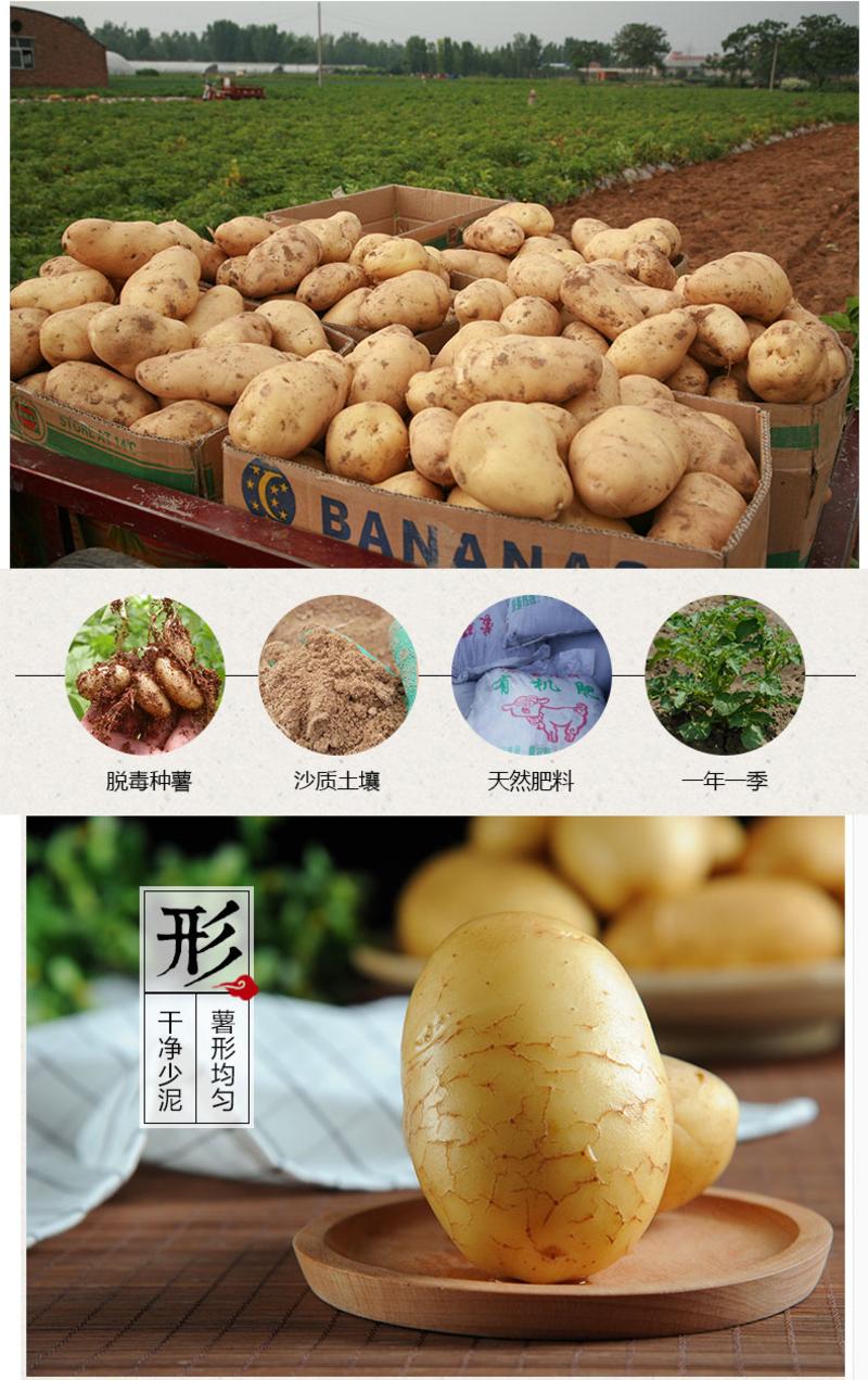 【邮乐新乡馆】卫辉唐庄进京土豆5斤装 洋芋新鲜土豆农家自种马铃薯