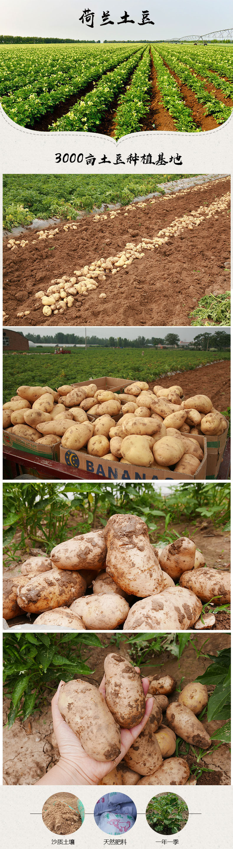 【电商扶贫】农家自产 荷兰十五土豆5斤 现挖农家土豆马铃薯洋芋小土豆