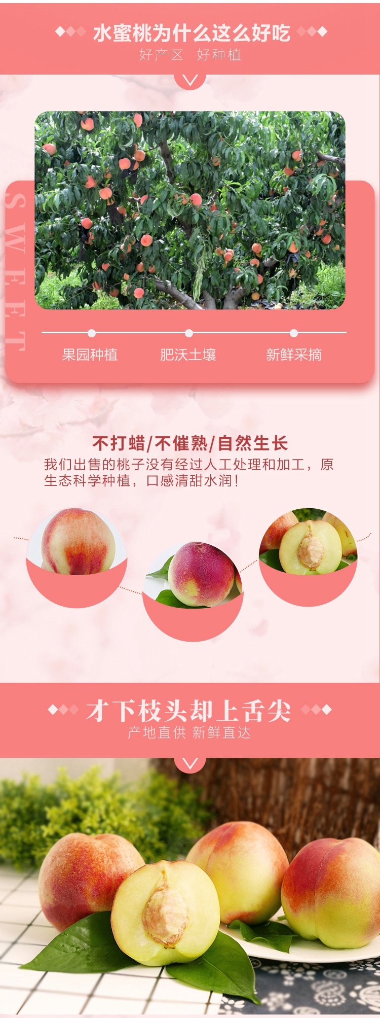 农家自产  水蜜桃新鲜水果4斤应季大红毛桃子非硬油桃