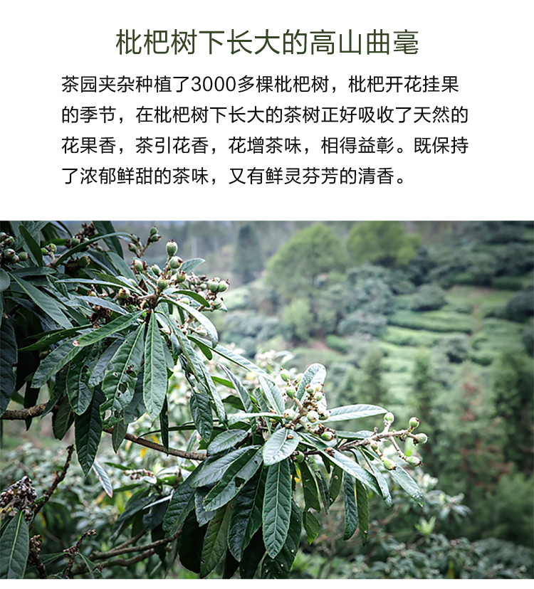 【衢州邮政】2018年高山曲毫绿茶75g