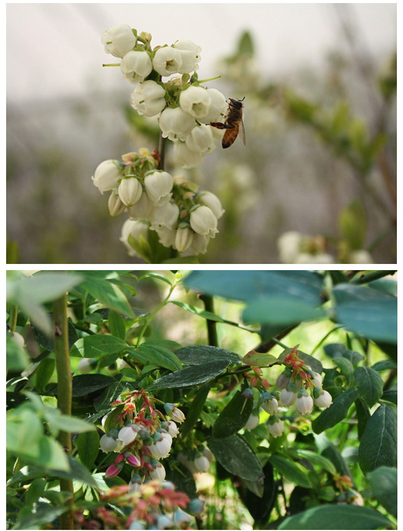 鲍记蓝莓蜜500克 正品包邮天然农家自产蜂蜜0添加原生态