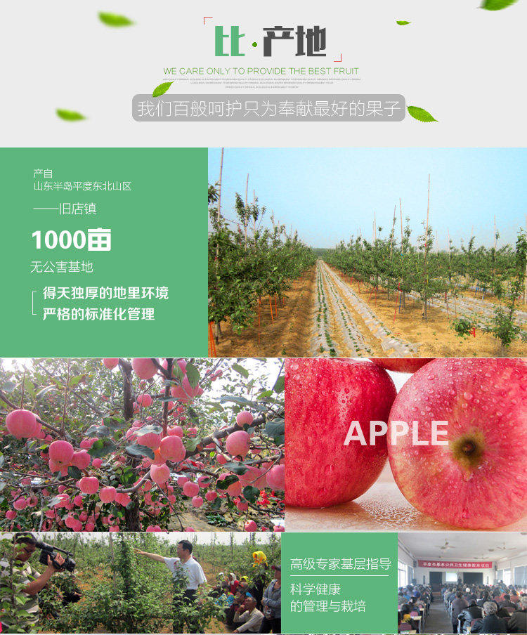 旧店苹果新鲜水果绿色有机苹果80mm大果山东青岛特产脆果现摘产地直供包邮5斤装