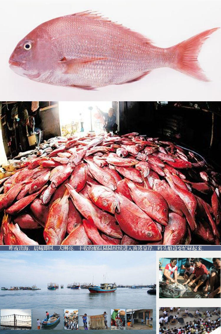 儋州红鱼 高蛋白 低脂肪 精品无骨礼盒装