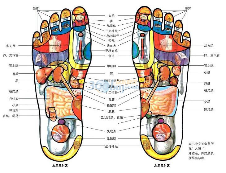 璐瑶LY-210A足浴盆 洗脚盆 按摩足浴器 桑拿足浴 泡脚盆