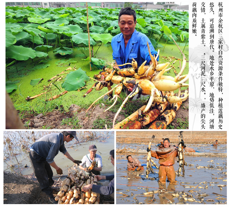 三家村速溶藕粉 杭州特产红枣莲子西湖藕粉 农家纯手工莲藕粉420g