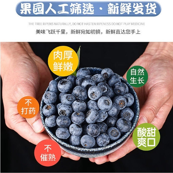 农家自产 “蓝莓一号”仙居种植产地直发露天采摘当季限量